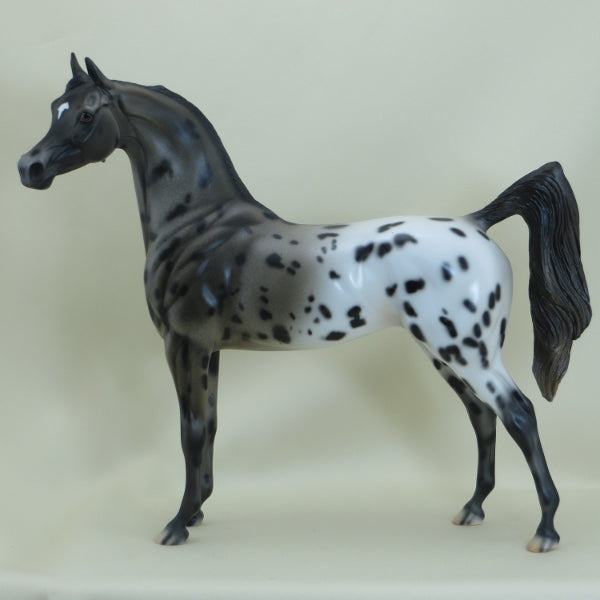SHEA - OOAK Appaloosa Arabian Mare 3/15