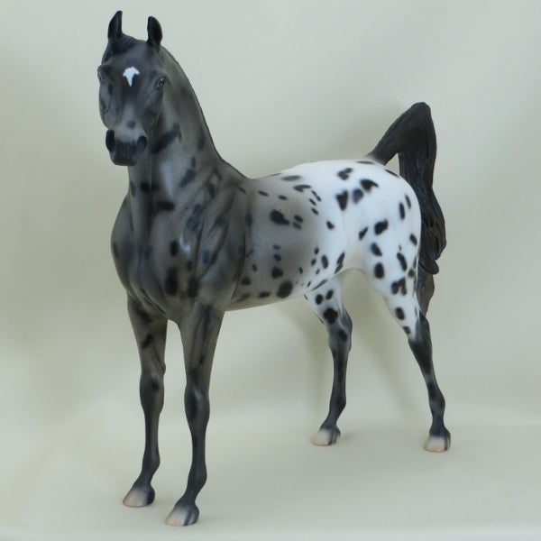 SHEA - OOAK Appaloosa Arabian Mare 3/15
