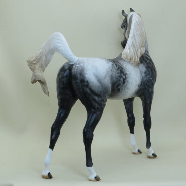 ALGONA - OOAK Appaloosa Arabian 4/15