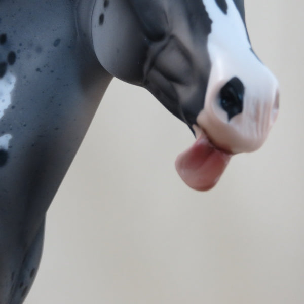 MR. CRUMP DON'T LIKE IT - OOAK Appaloosa Stock Horse - 3/15