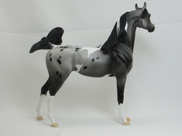 GARFIELD - OOAK Gray Appaloosa Pinto Arabian 2/15