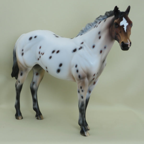 SPOT ME FIVE - OOAK Bay Appaloosa Stock Horse 3/15