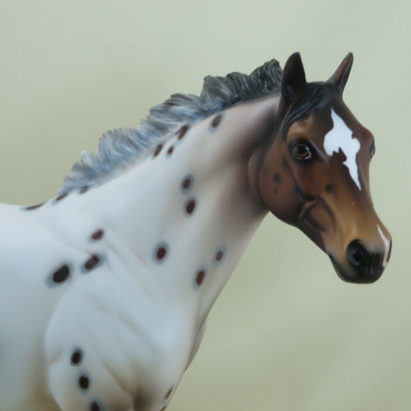 SPOT ME FIVE - OOAK Bay Appaloosa Stock Horse 3/15