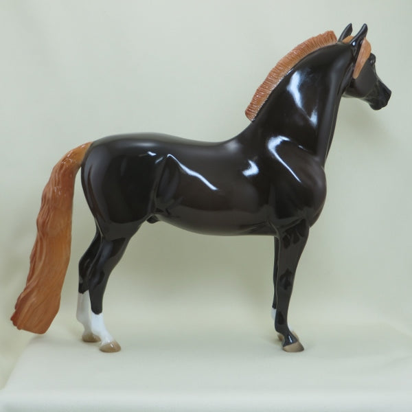 GREAT TRAIN ROBBERY - OOAK Dark Liver Chestnut Morgan - 4/15