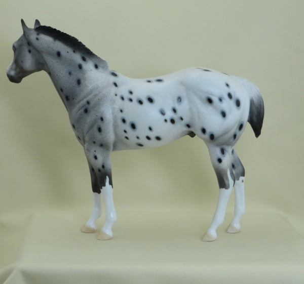 HOODWINK - Leopard Appaloosa Stock Horse LE7 3/15