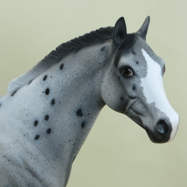 HOODWINK - Leopard Appaloosa Stock Horse LE7 3/15