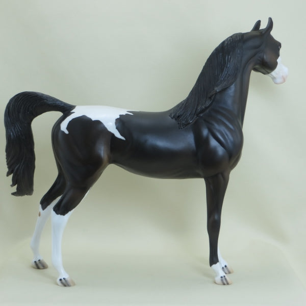 VANILLA TWILiGHT - OOAK Black Snowcap Appaloosa Mare Arabian 3/15