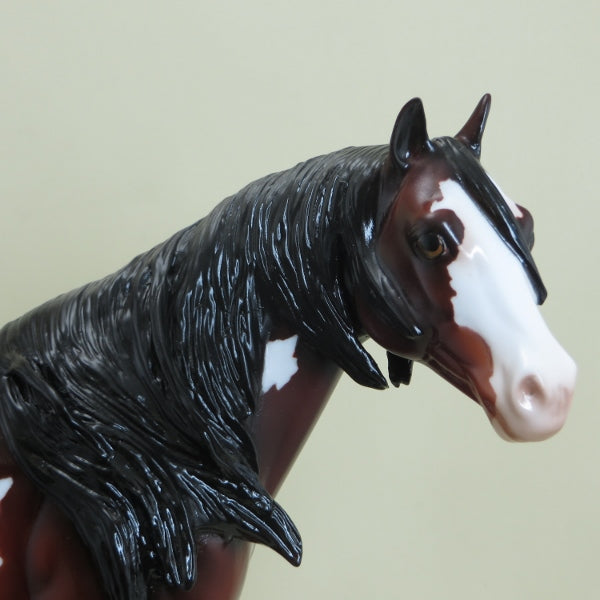 SHINE - Bay Overo Paint Stock Horse LE3 4/15