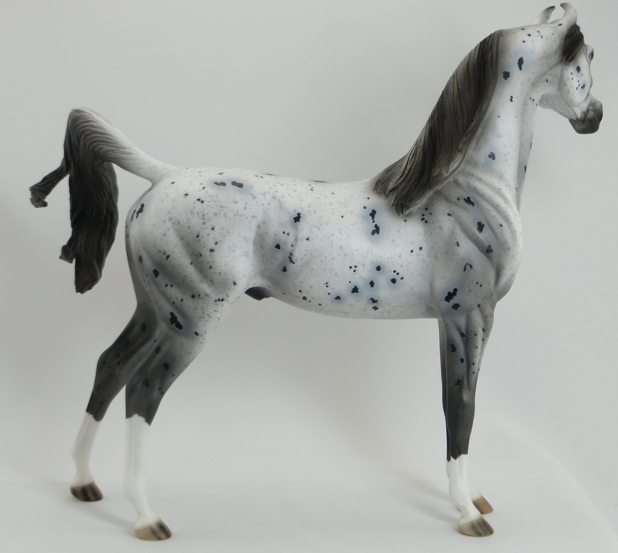 VORTEX - OOAK Appaloosa Arabian Marwari Model Horse - 5/15