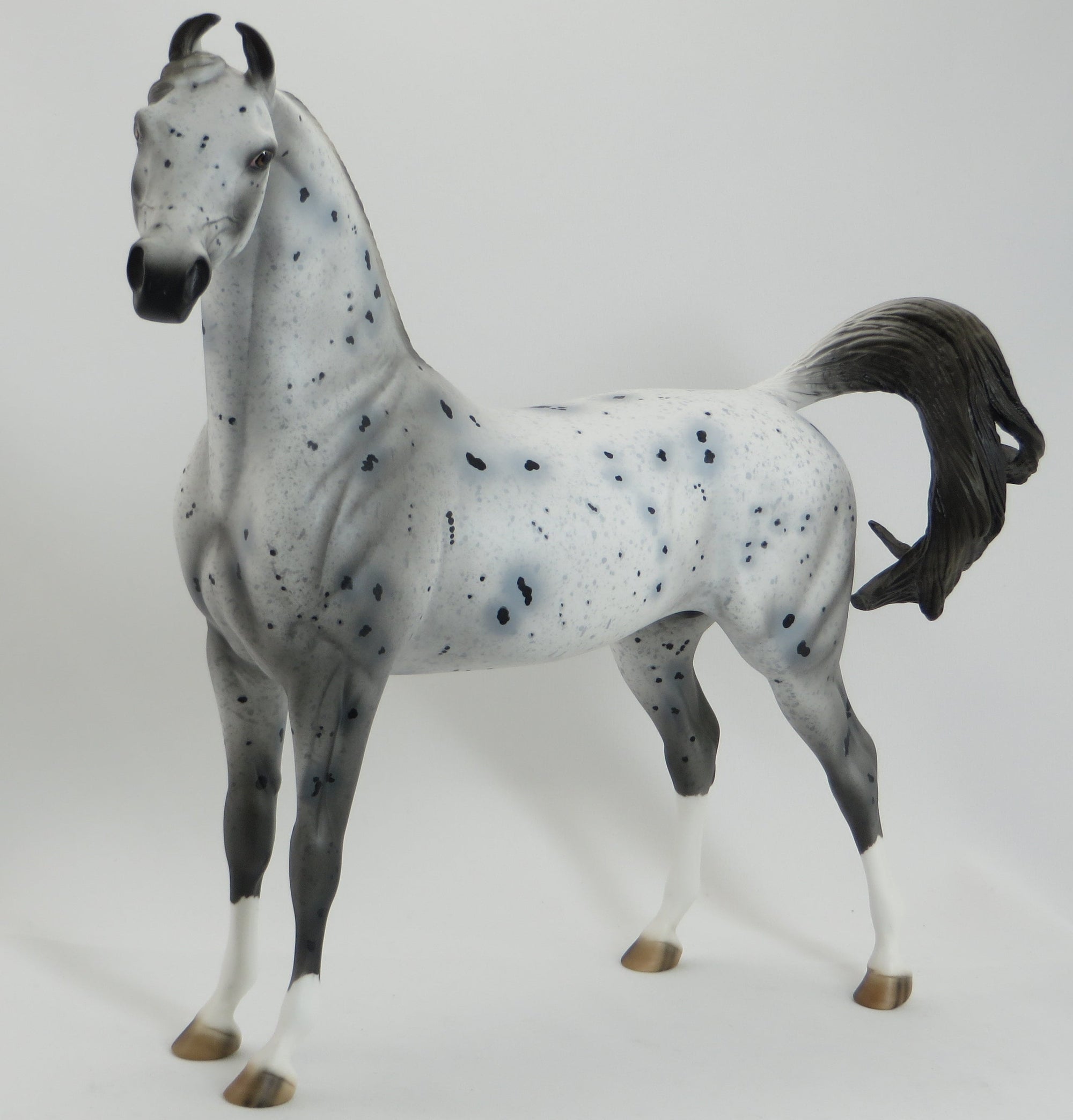 VORTEX - OOAK Appaloosa Arabian Marwari Model Horse - 5/15