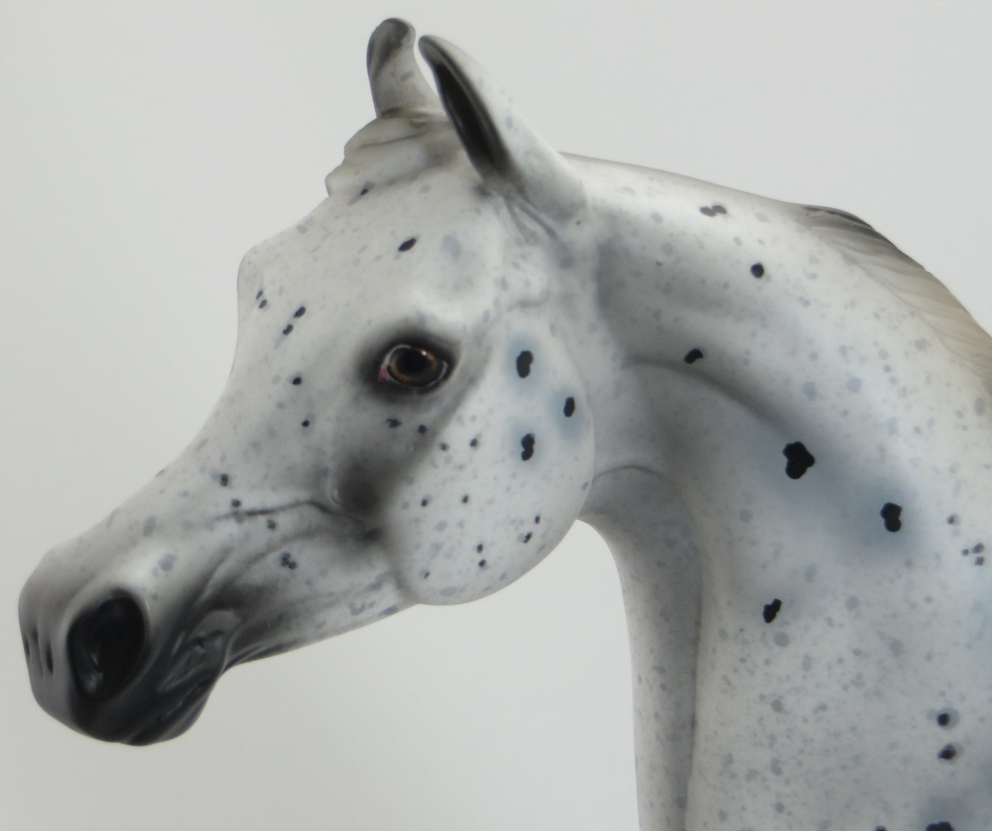 VORTEX - OOAK Appaloosa Arabian Marwari Model Horse - 5/15
