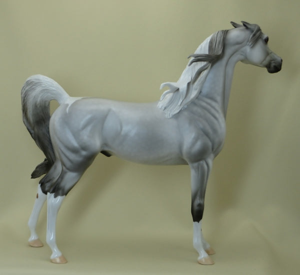 GENTLE ON MY MIND - Dapple Gray Pinto Pinned Ear Arabian LE5 3/15