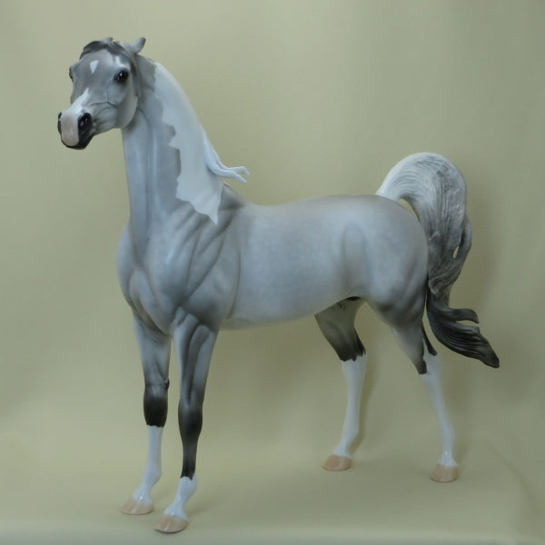 GENTLE ON MY MIND - Dapple Gray Pinto Pinned Ear Arabian LE5 3/15