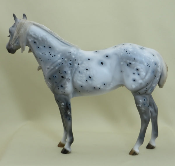 METEOR SHOWER - OOAK Appaloosa Stock Horse 3/15