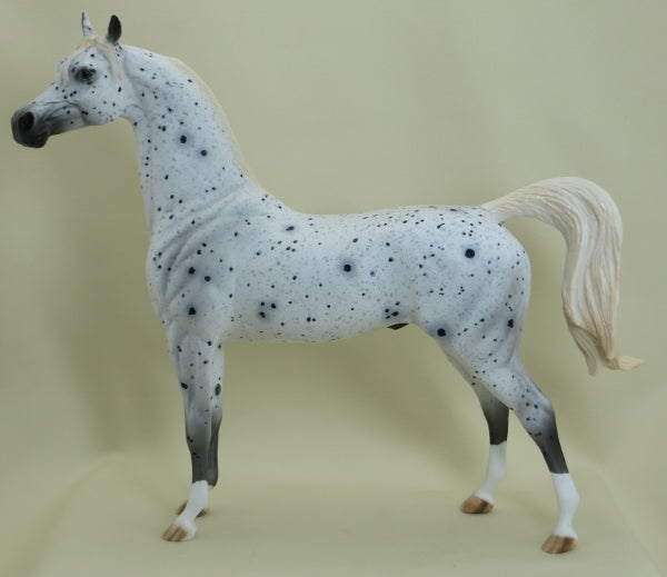 SHOOTING STAR - OOAK Leopard Appaloosa Arabian 3/15
