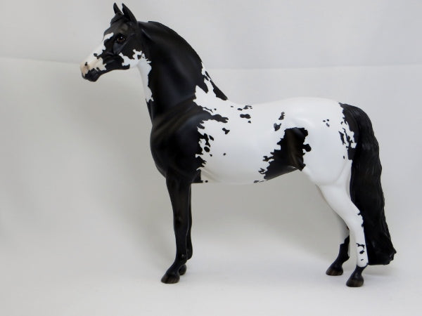 CHROME - OOAK Black & White Pinto Morgan Mare - 2/15