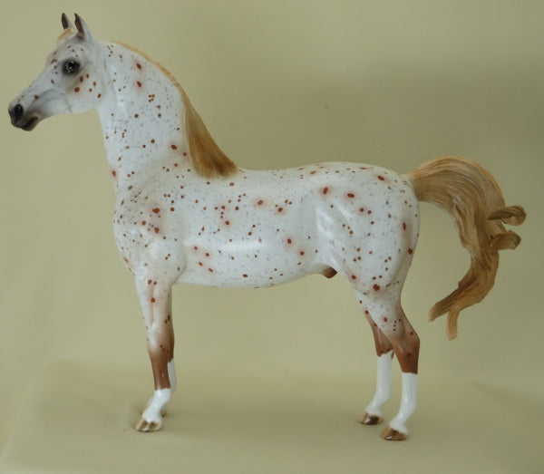 MASTER LABYRINTH - OOAK Chestnut Appaloosa Morgan 4/15