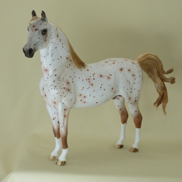 MASTER LABYRINTH - OOAK Chestnut Appaloosa Morgan 4/15
