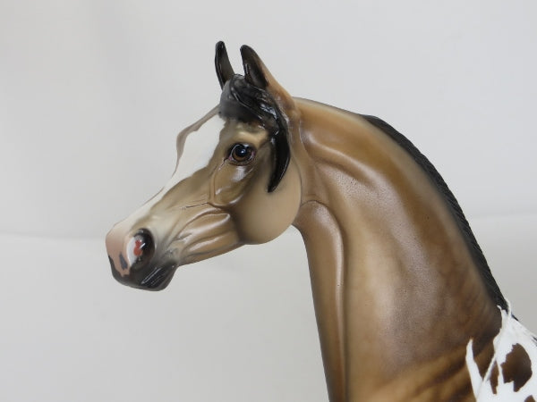 PIERCE - OOAK Dapple Buckskin Pinto Arabian 2/15