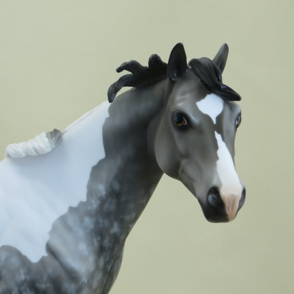 CLANCY - OOAK Star Dapple Gray Paint Stock 3/15