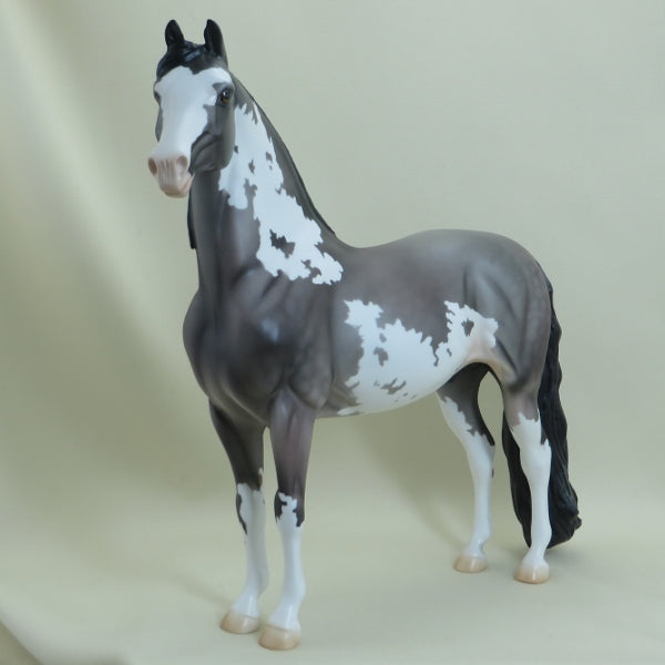 COMMANDER - OOAK Dapple Gray Pinto Morgan 4/15