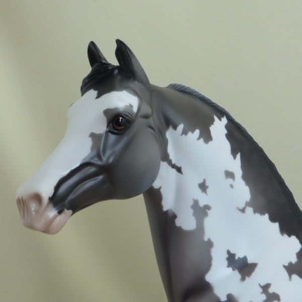 COMMANDER - OOAK Dapple Gray Pinto Morgan 4/15