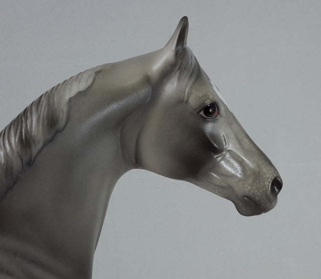 ABSOLUTE VICTORY - Appaloosa Stock Horse