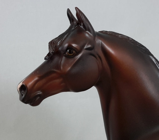 EL DORDADO - Brown Morgan Horse