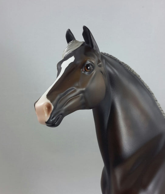 BERGAMOT - Chocolate Palomino Morgan