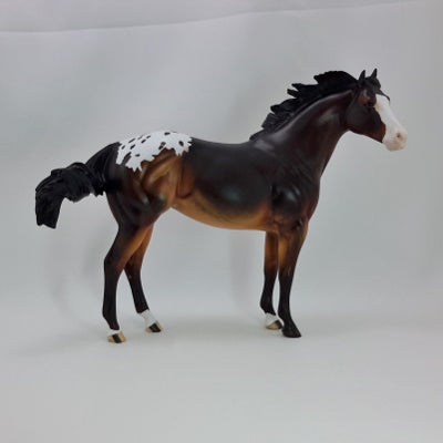 BISCUIT - Dapple Bay Appaloosa Stock Horse