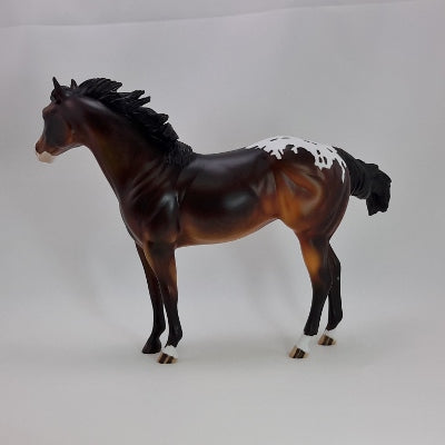 BISCUIT - Dapple Bay Appaloosa Stock Horse