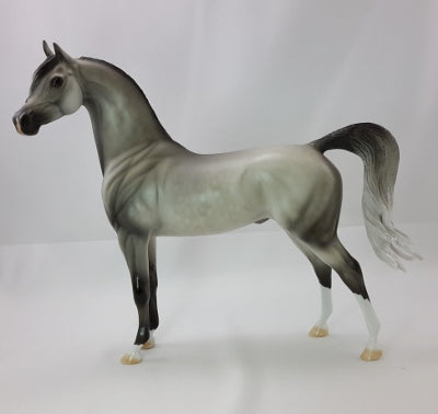 HAMY - Dapple Gray Arabian