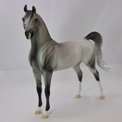 HAMY - Dapple Gray Arabian