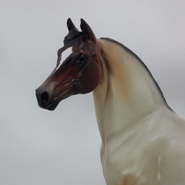 CAVALLI - OOAK Bay Roan Morgan 12/14