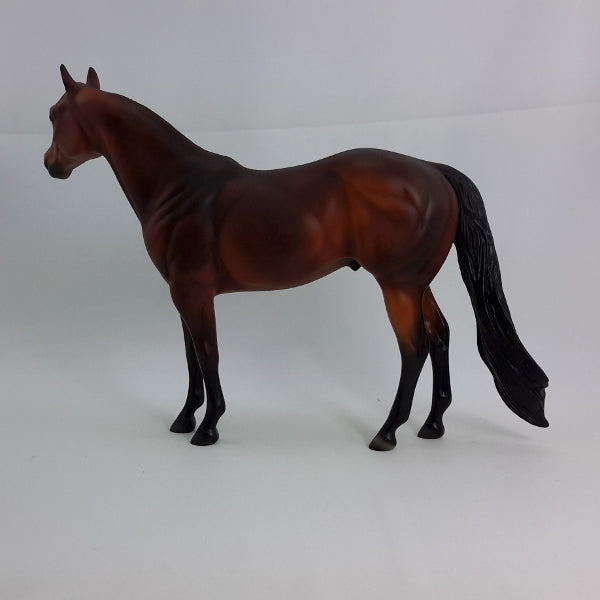 GORGIFUL - Dapple Bay Stock Horse LE5 2/15