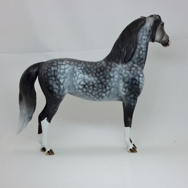 SHE'S MINE - OOAK Star Dapple Gray Morgan 2/15