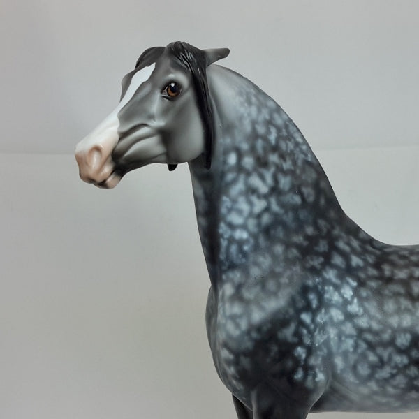 SHE'S MINE - OOAK Star Dapple Gray Morgan 2/15