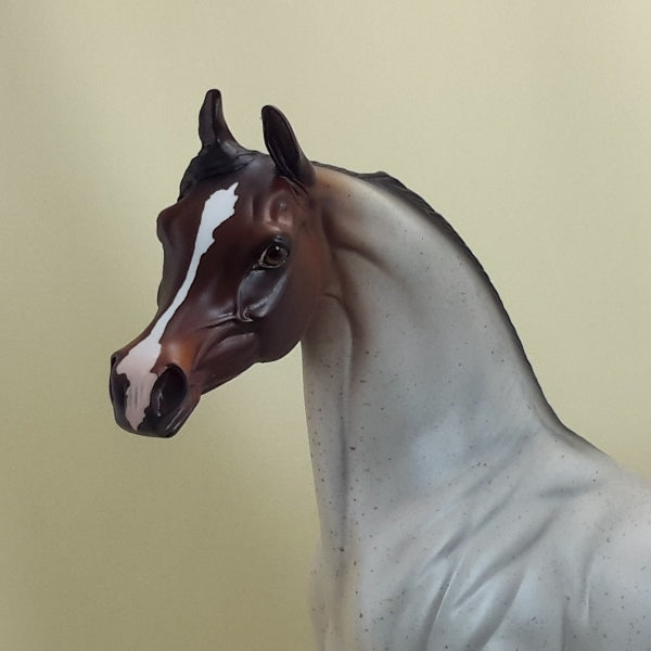 TAM LIN - Bay Roan Arabian LE5 3/15