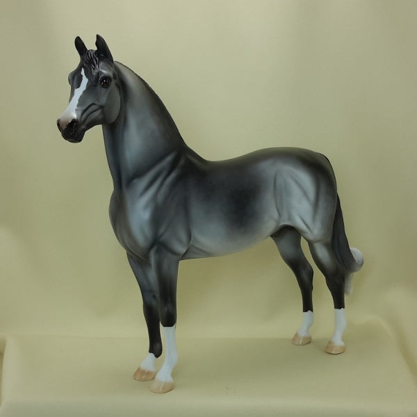 BLUE MOON OF KENTUCKY - OOAK Dapple Gray Morgan 3/5