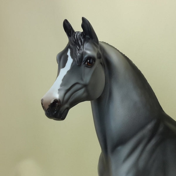 BLUE MOON OF KENTUCKY - OOAK Dapple Gray Morgan 3/5