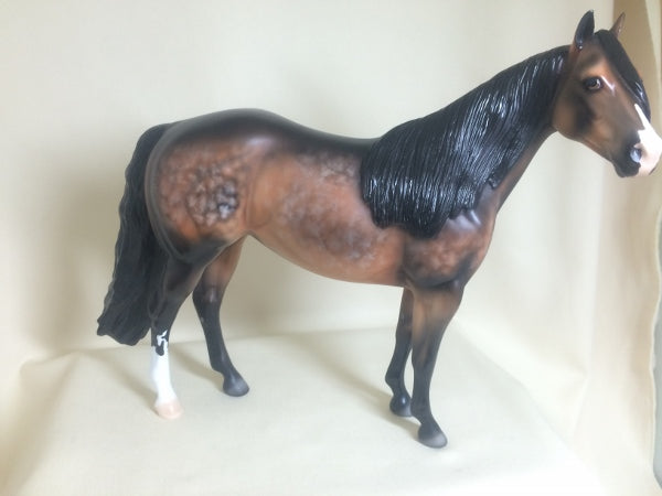 KILKEE - OOAK Star Dapple Sooty Bay Stock Horse 3/15