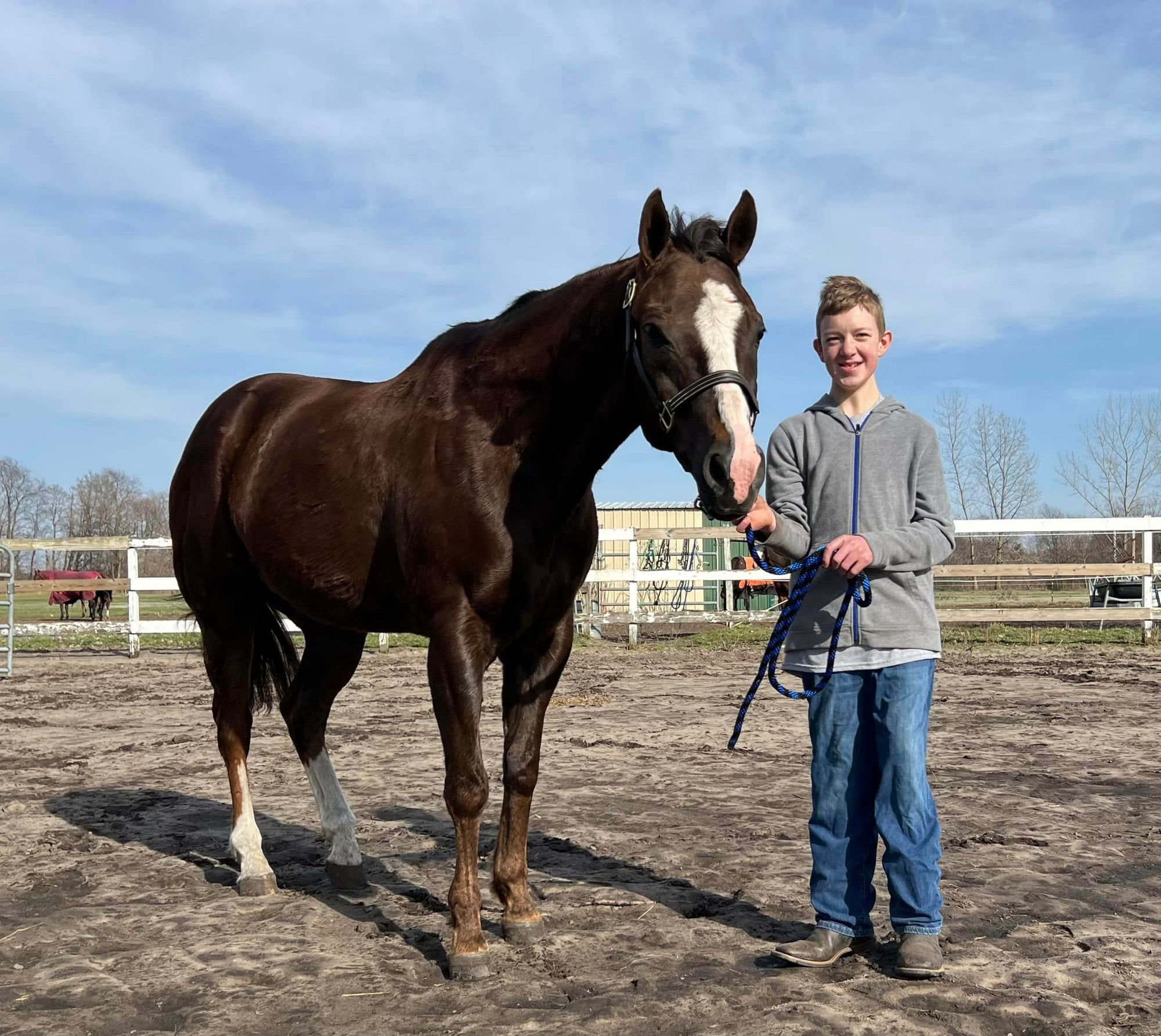 Red Hot Color - LE-20 SHCF Guest Horse Portrait Run - Dark Chestnut Running Stock Horse By Jess Hamill- SHCF24