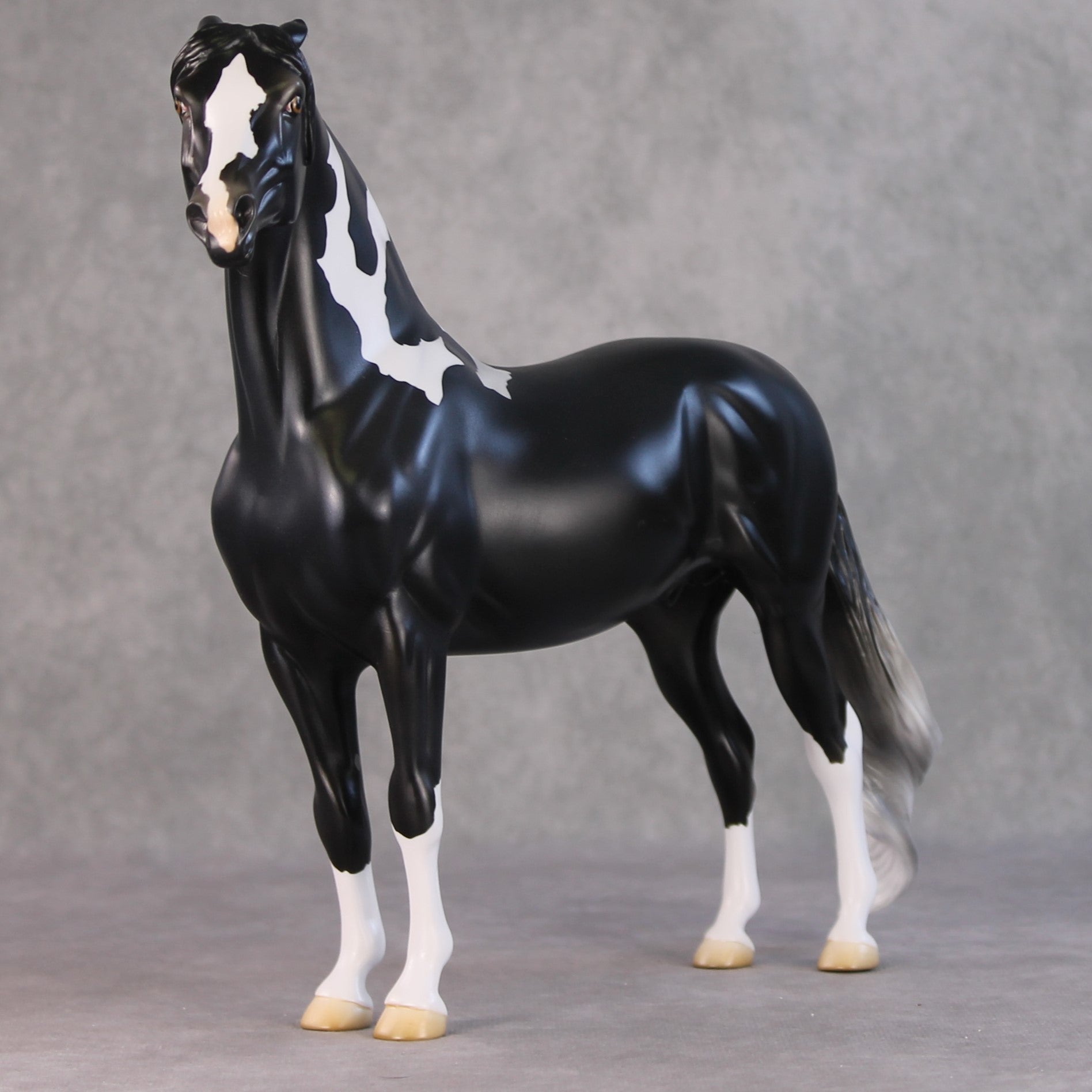 Amundsen OOAK Black Tobiano Custom Pinned Eared Morgan By Jess Hamill HS24
