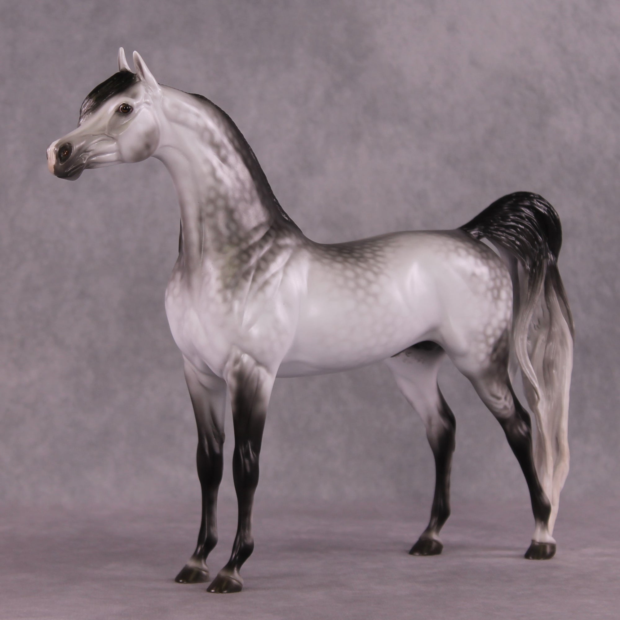 "Amadeus" LE-5 EFCM Arabian Stallion By Ellen Robbins SHCF25OS Run