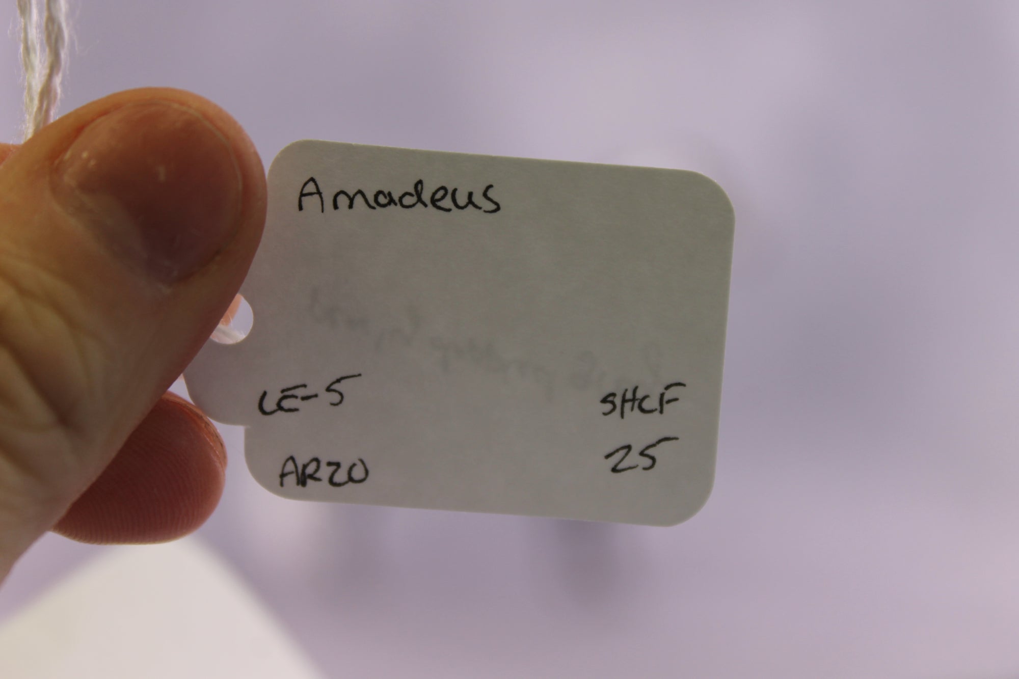 "Amadeus" LE-5 EFCM Arabian Stallion By Ellen Robbins SHCF25OS Run