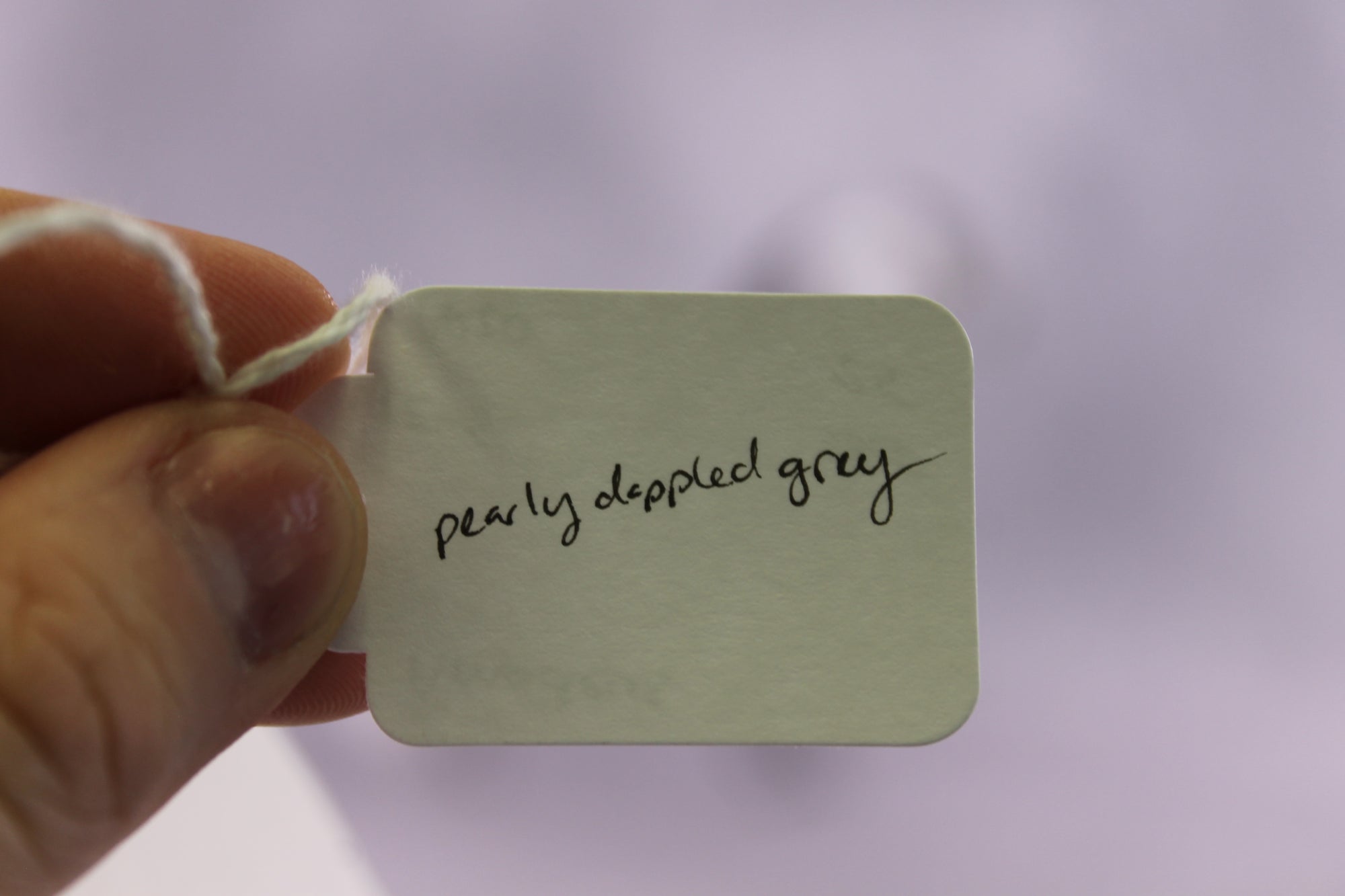 "Amadeus" LE-5 EFCM Arabian Stallion By Ellen Robbins SHCF25OS Run