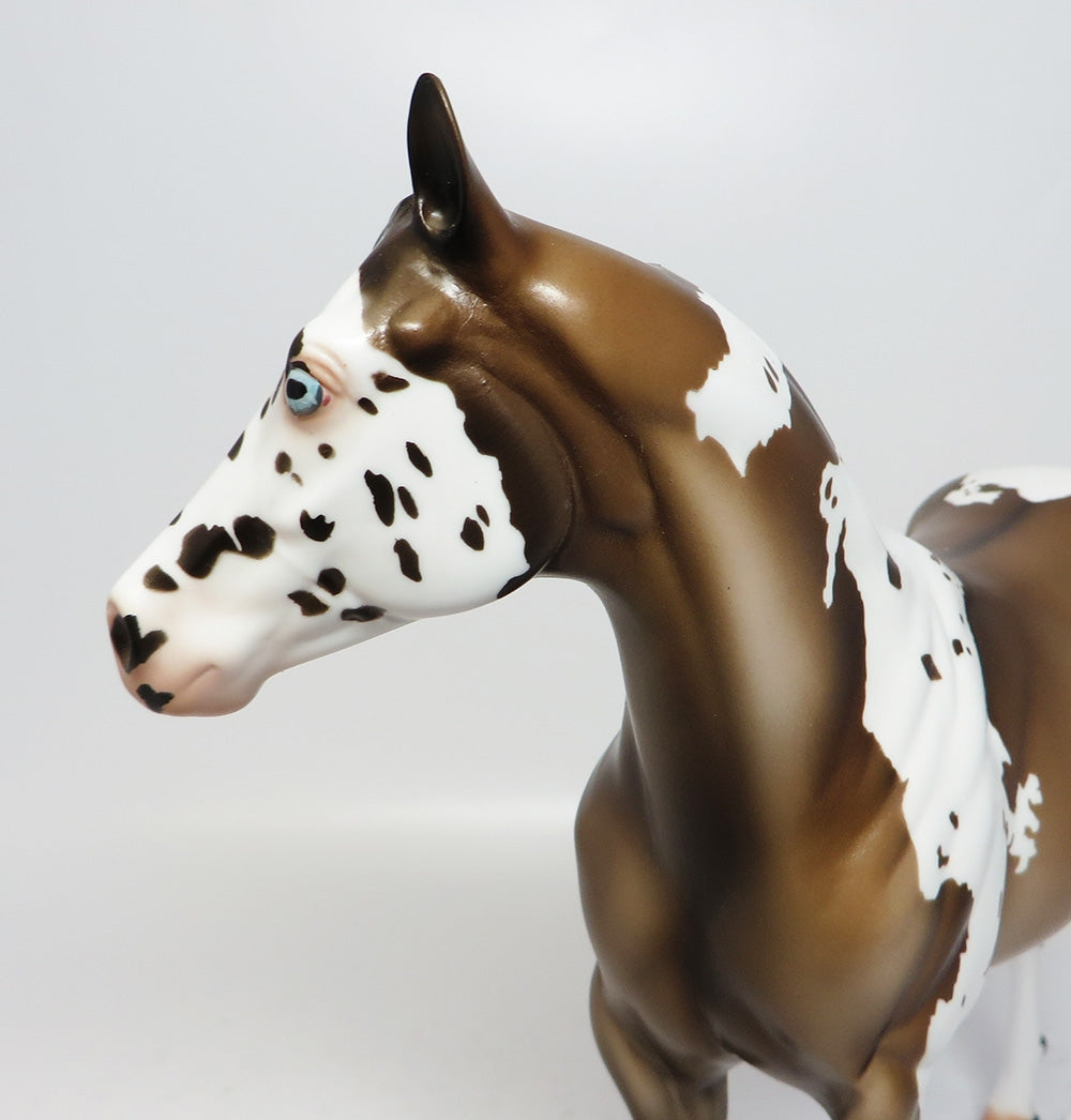 ALGONQUIN-LE-15-GRULLA OVERO ISH MODEL HORSE EQ 2017