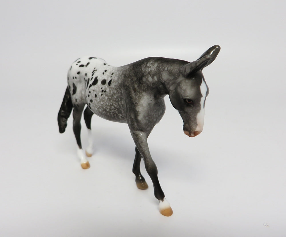 Appaloosa