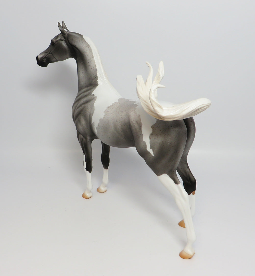 CHELEN-LE-5 FLEABIT PINTO ARABIAN EQ 2017