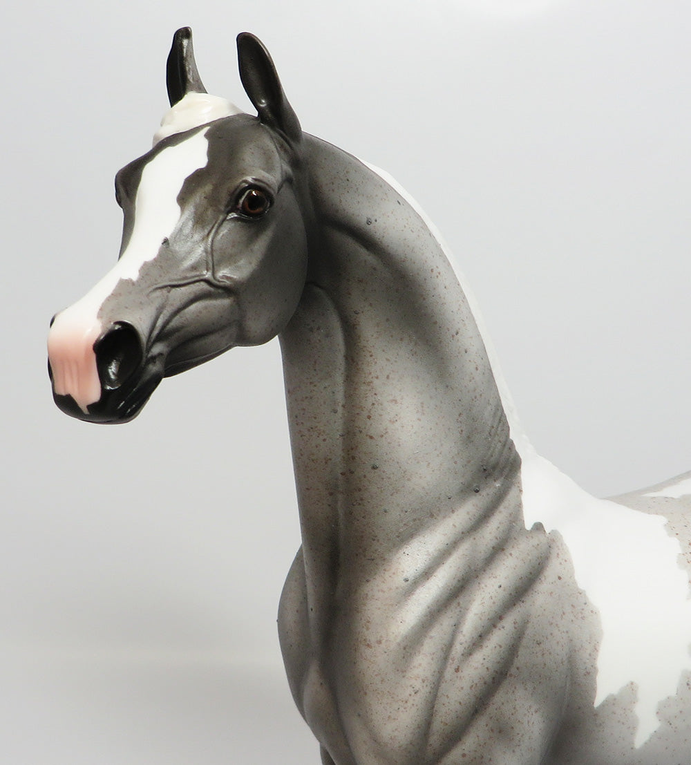 CHELEN-LE-5 FLEABIT PINTO ARABIAN EQ 2017